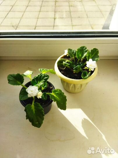 Сортовые фиалки мини