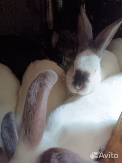 Продам кроликов
