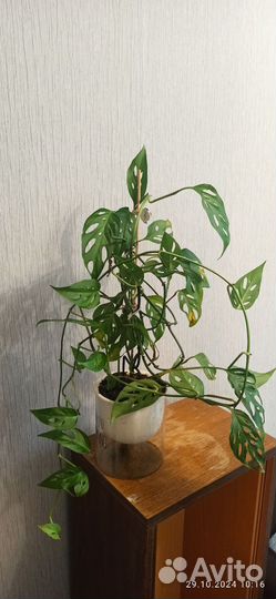 Монстера Манки