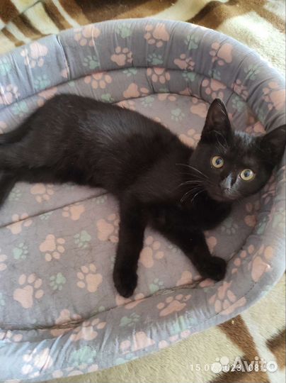 Котёнок в добрые руки бесплатно