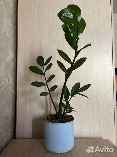 Замиокулькас