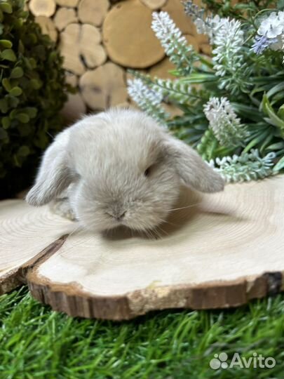 Карликовый кролик барашек вислоухий декоративный