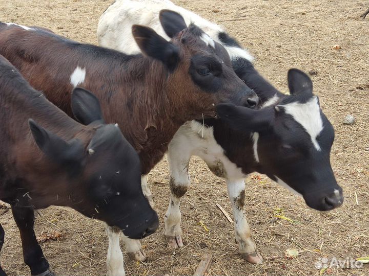 Телята телочки