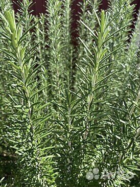 Ароматный розмарин