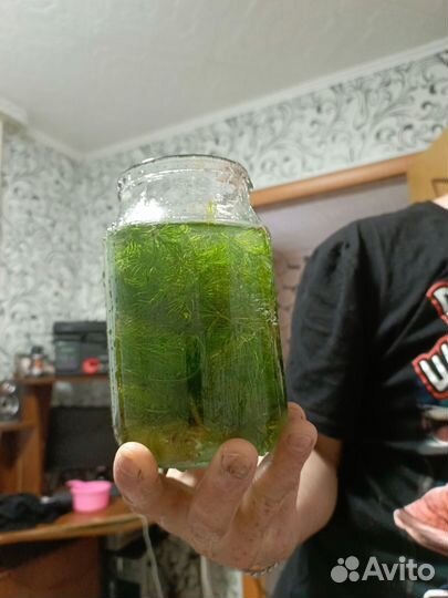 Водоросли для аквариума