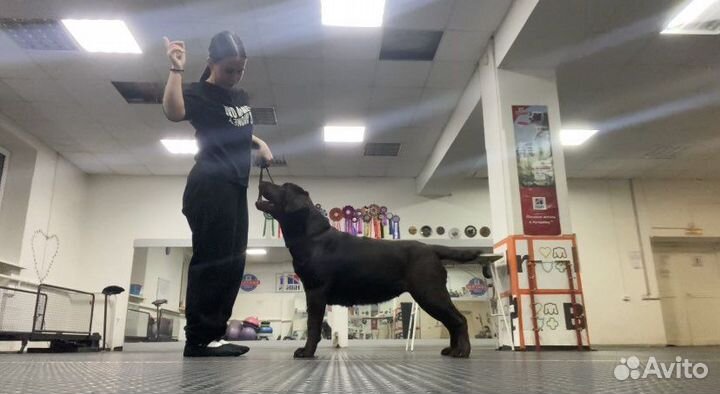 Услуги хендлера