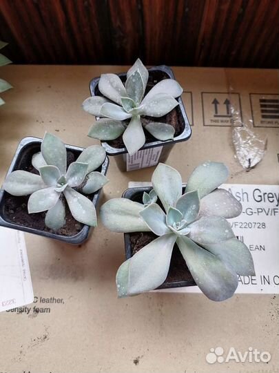 Суккуленты