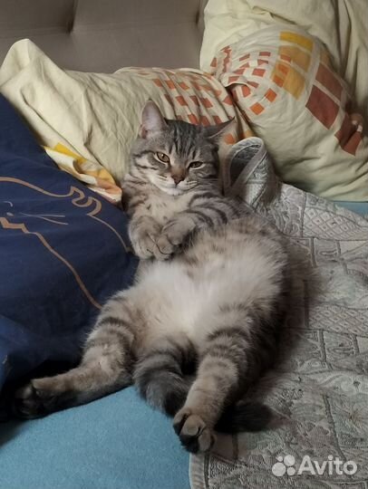 Котенок в добрые руки