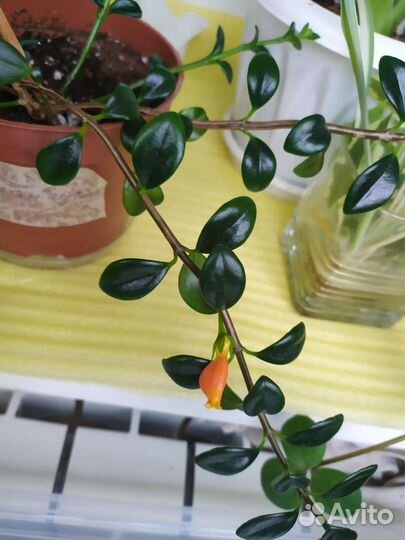 Комнатные цветы