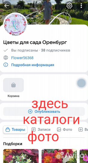 Диасция, немезия, брахикома, лобелия, аргирантемум