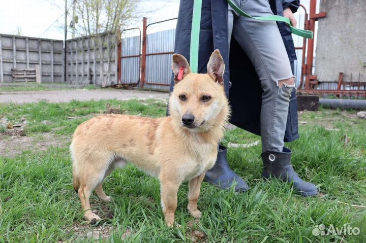 Маленькая собака в добрые руки отдам бесплатно