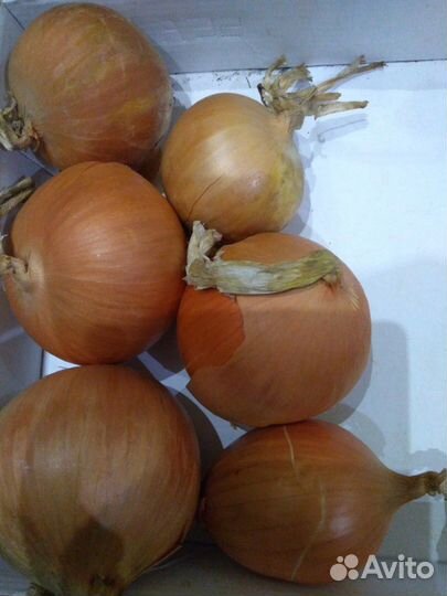 Лук репчатый