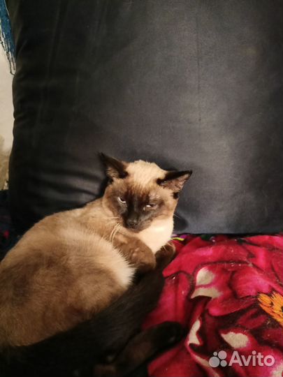 Тайский кот за 3500