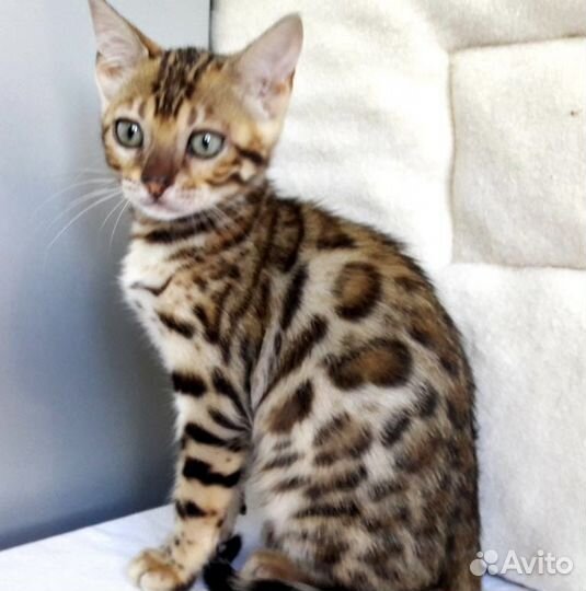 Бенгальские котята