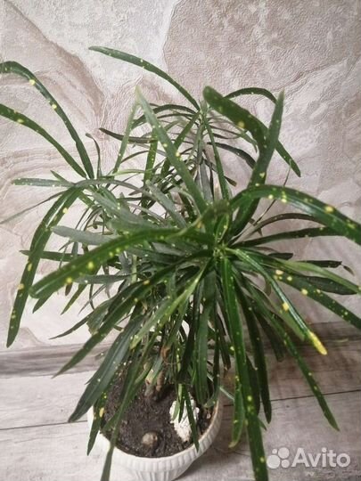 Кротон брызги шампанского