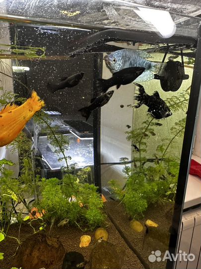 Аквариумные рыбки