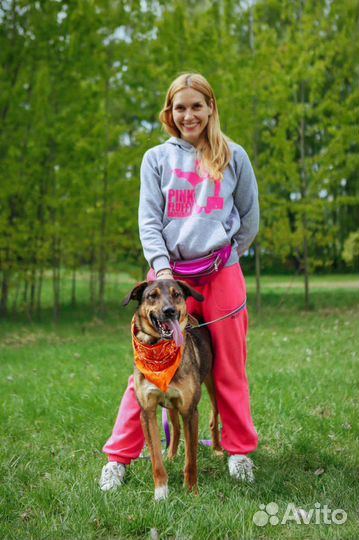 Собака Август очень ищет дом