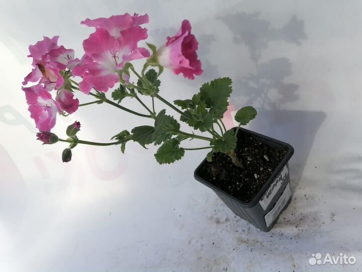 Пеларгония (герань) Королевская №39 0,3-0,5л