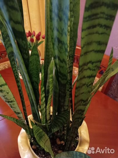 Сансевиерия. Щучий хвост