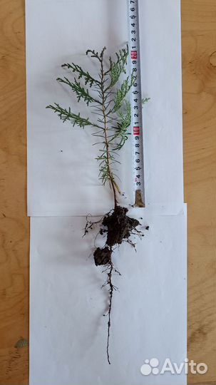 Туя Восточная