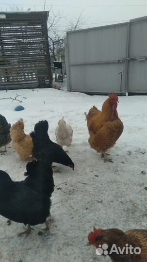 Инкубационное яйцо