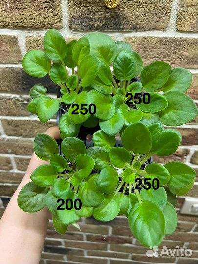 Фиалка сортовая детки