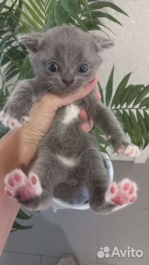 Котята вислоухие и обычные