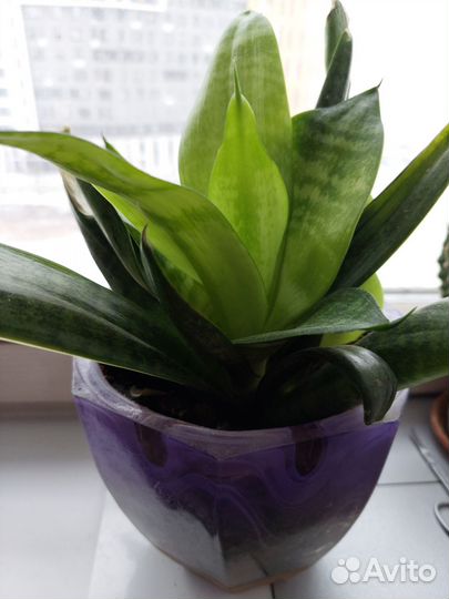 Комнатные растения цветы