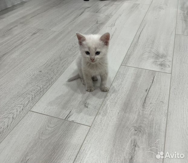 Котята в добрые руки даром