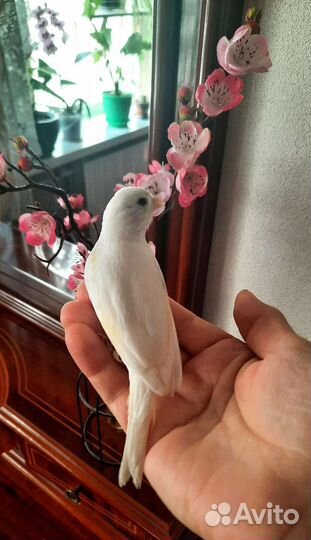 Передержка птиц