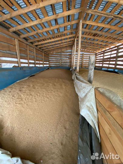 Пшеница ячмень