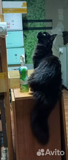 Ищем жениха