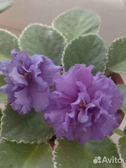 Фиалка (детки фиалки)