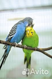 Передержка грызунов и птиц