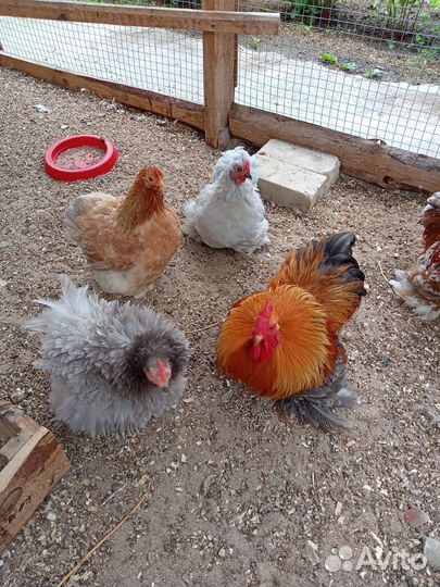 Яйцо Карликового кохинхина