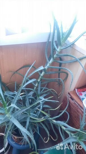 Алоэ лечебный