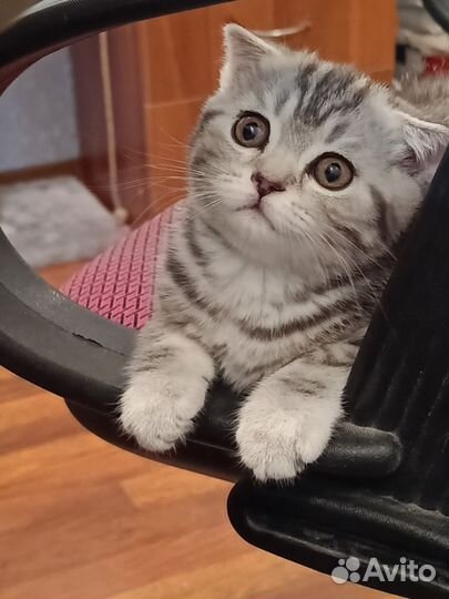 Шотландский кот на вязку