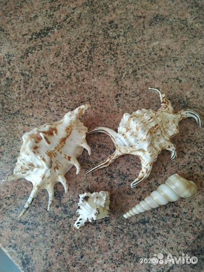 Натуральные ракушки японского моря