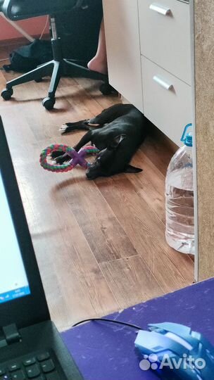 Отдам в добрые руки Бэта