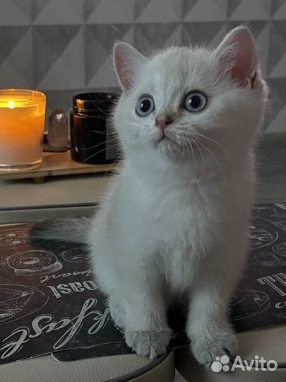 Шотланская кошка