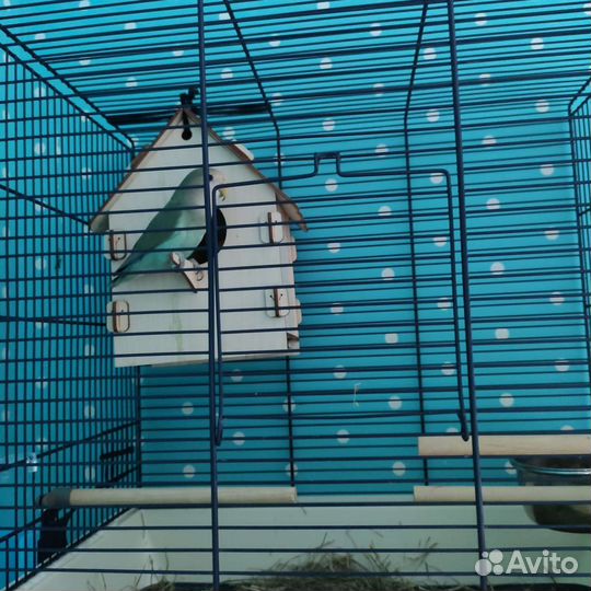 Попугай с клеткой