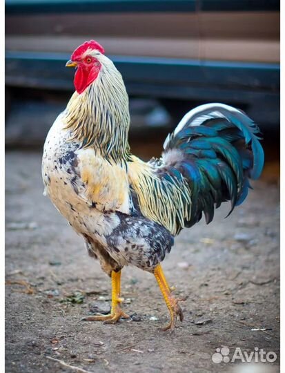Продам петухов разных пород