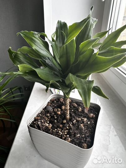 Драцена микс