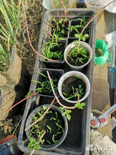 Чёрная малина