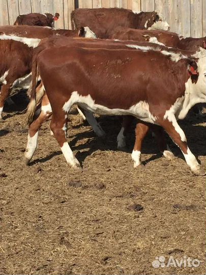 Бычки и быки