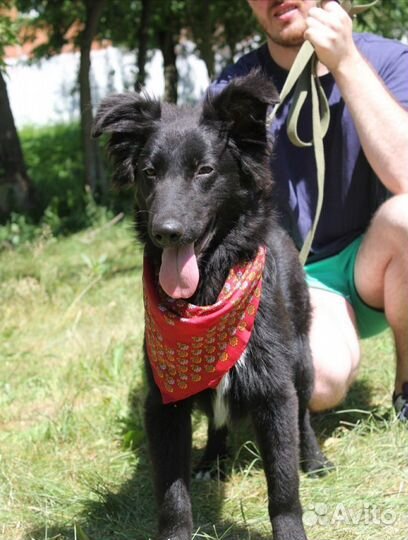 Собака в добрые руки, Пушкин