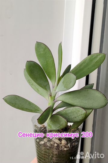 Сенецио, Оттона, Русселия, крестовник, крассула