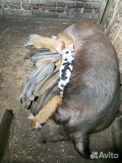 Поросята помесь дюрок и ландрас