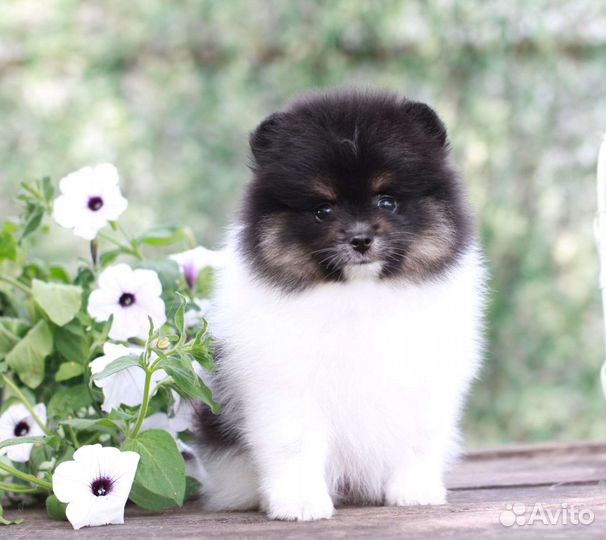 Щенки померанского шпица