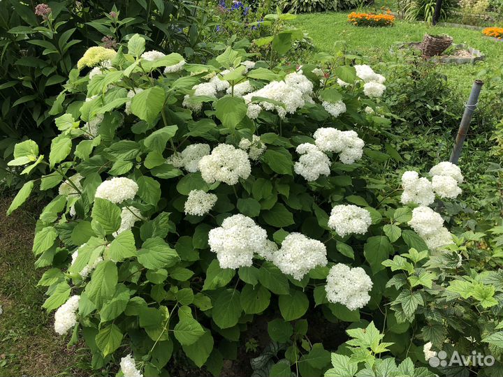 Многолетние садовые растения